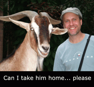 smiling goat - "Mr. Smiley"